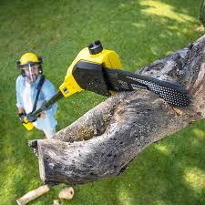 Best Commercial Tree Services  in Elgin, IL