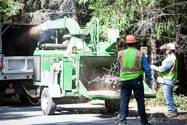 Best Utility Line Clearance  in Elgin, IL