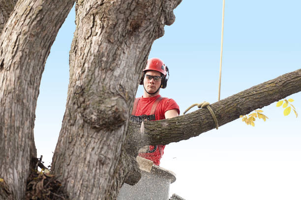 Trusted Elgin, IL Tree Services Experts